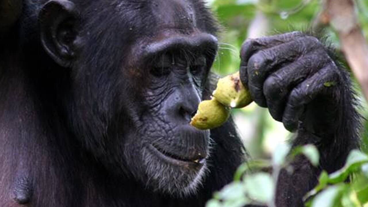 Quais animais podem beber álcool e não пьянеть?