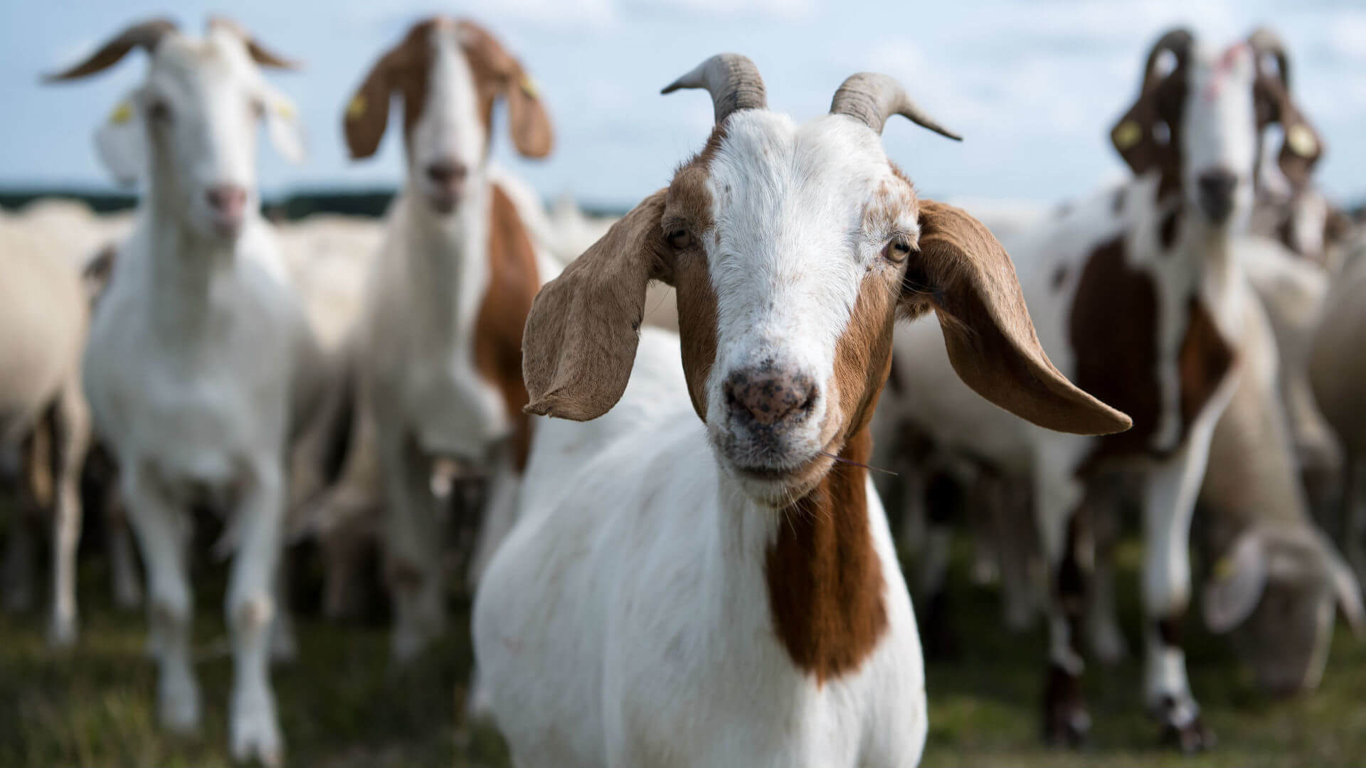 Comme inhabituel de lait de chèvre peut aider dans le traitement du cancer?