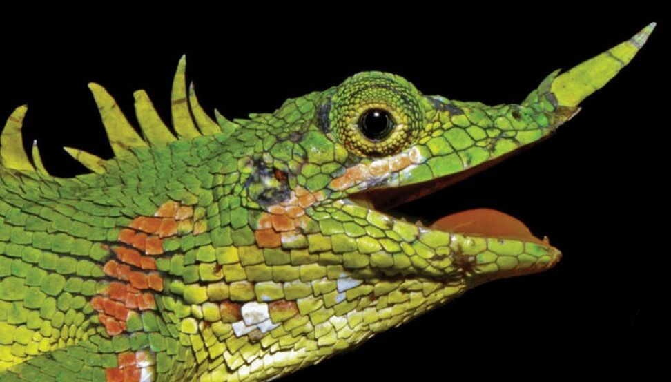 Eles estão de volta: como é a aparência de um lagarto, que viu apenas uma vez por toda a história?