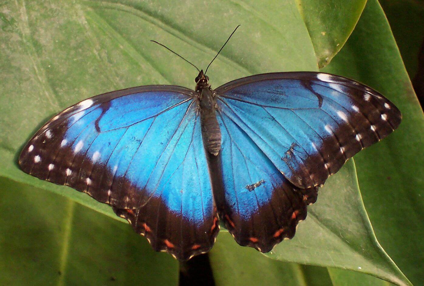 Hvorfor sommerfugl vinger bryder ikke under de tunge dråber regn?