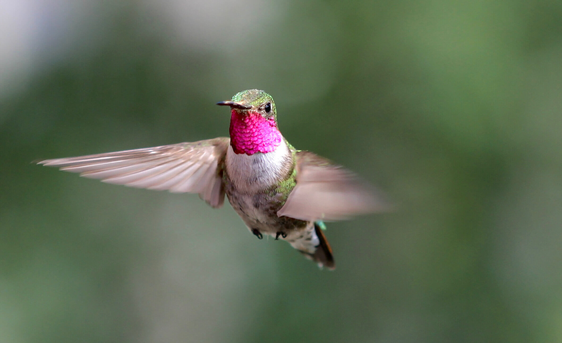 Birds can see colors that we cannot even imagine