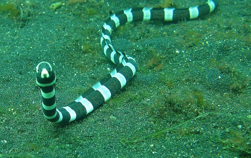 Si manger ce poisson vivant, elle rompra votre estomac en morceaux