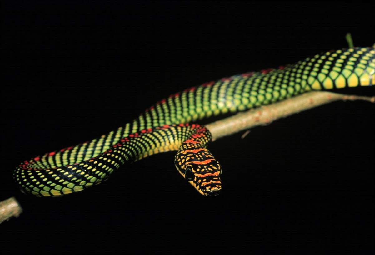How flying snakes manage their flight?
