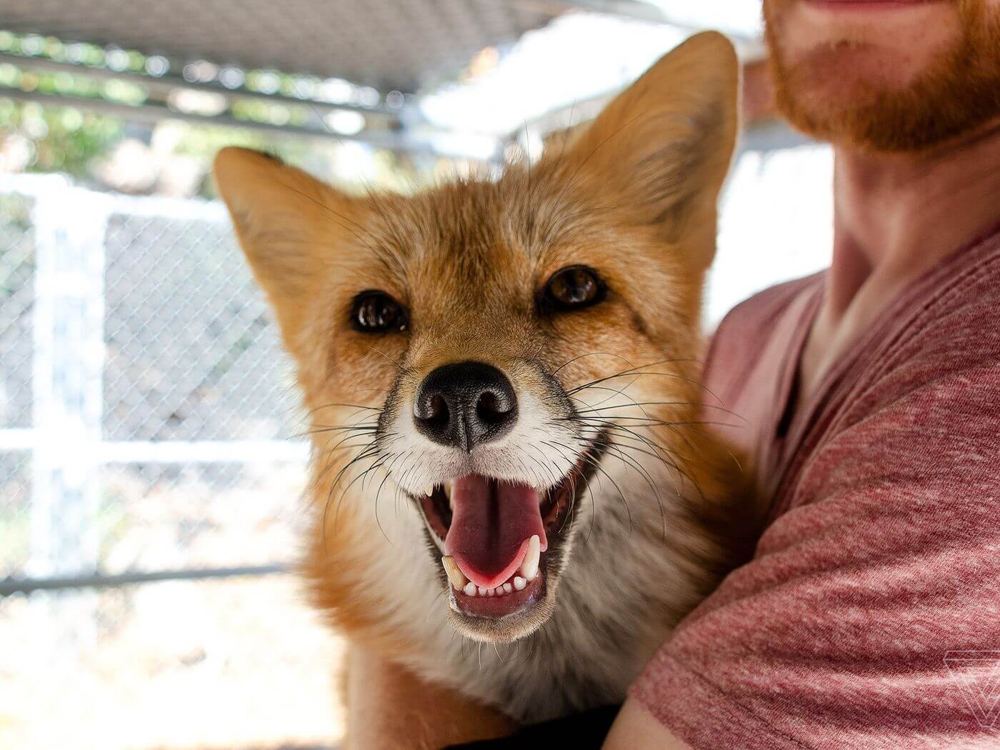 Wie die russische Genetik erstem in der Welt gelungen, die Homepage von Fuchs?