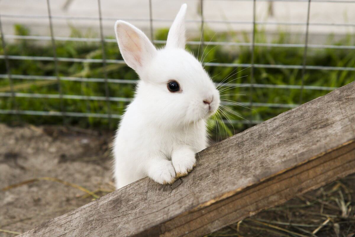 EUA se espalha o vírus, que provoca a morte de coelhos