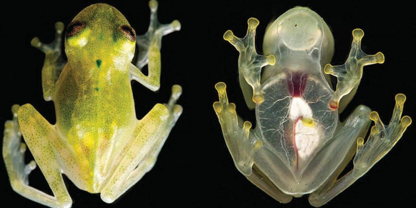 Pourquoi les grenouilles sont peints dans des couleurs différentes?