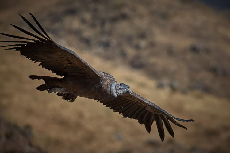 Essas aves podem voar durante horas, nunca взмахнув asas