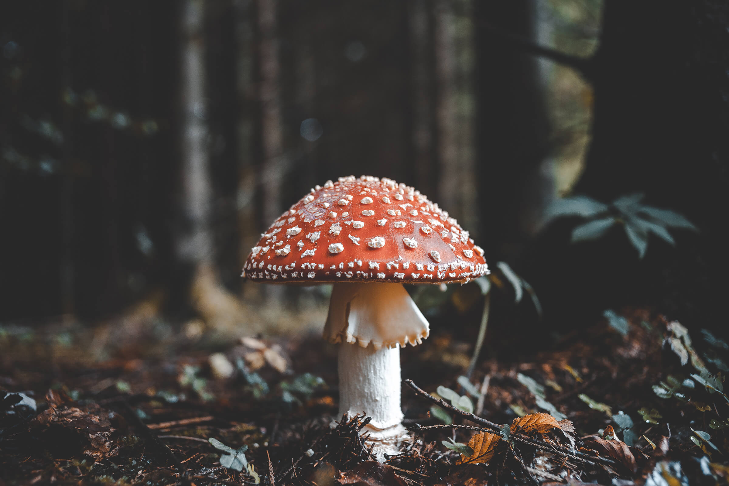 Si les champignons de sauver la planète et de nous débarrasser de la maladie?