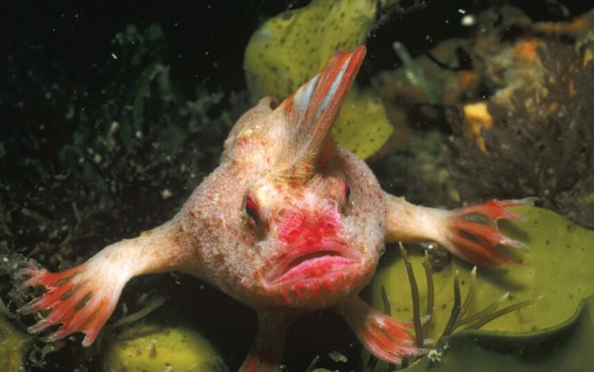 Fisch mit Mohawk auf dem Kopf offiziell als ausgestorben Blick