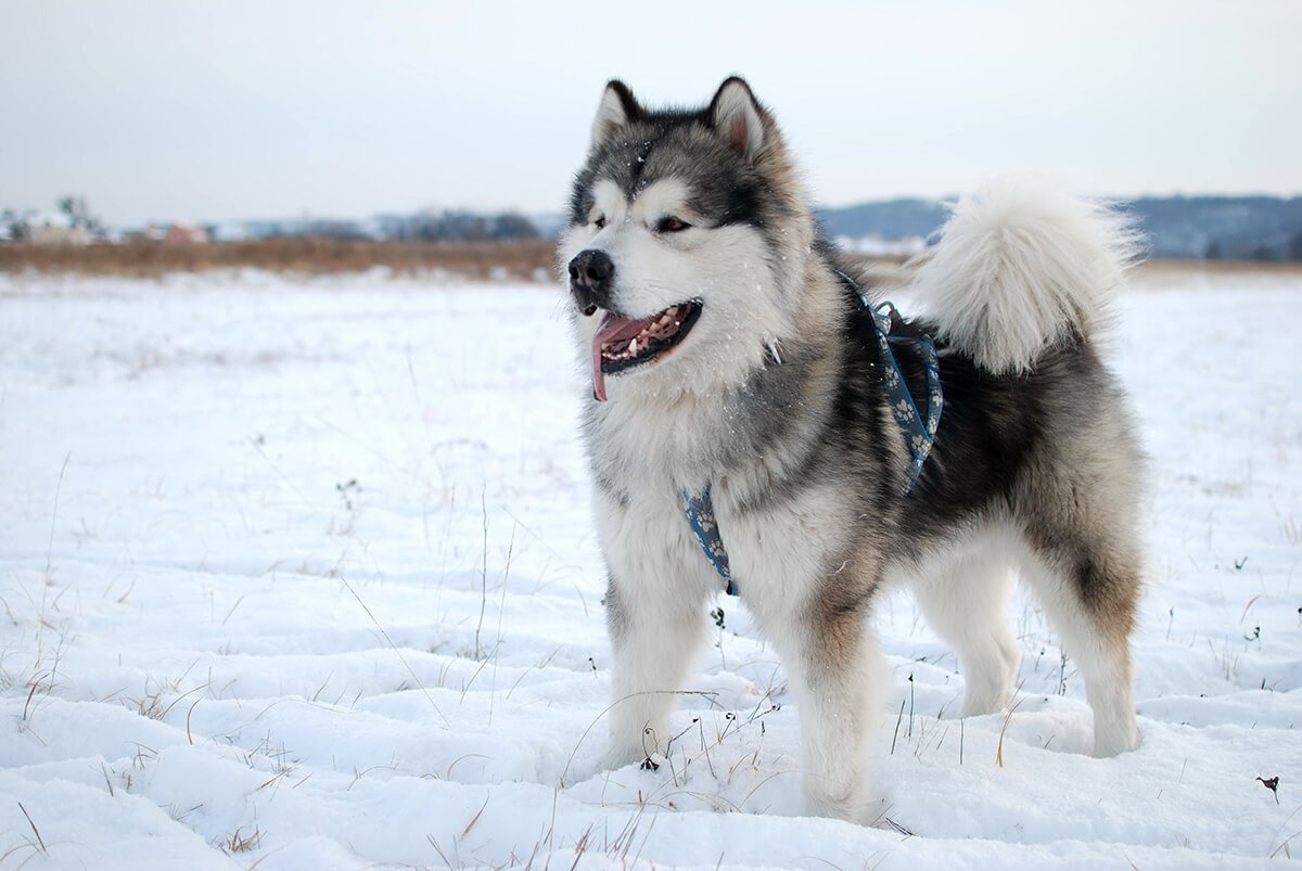 Quand les gens ont commencé à utiliser des chiens pour les déplacements?