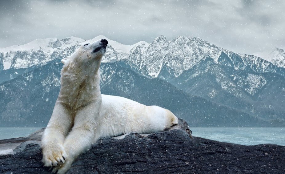 Dans 100 ans, les ours blancs resteront sans nourriture