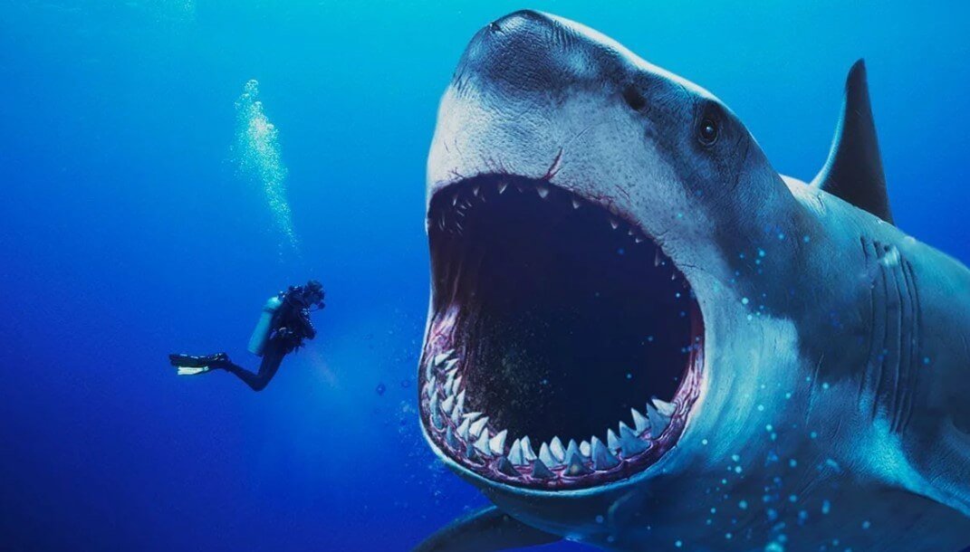 Vad för djur är rädd för att en haj?