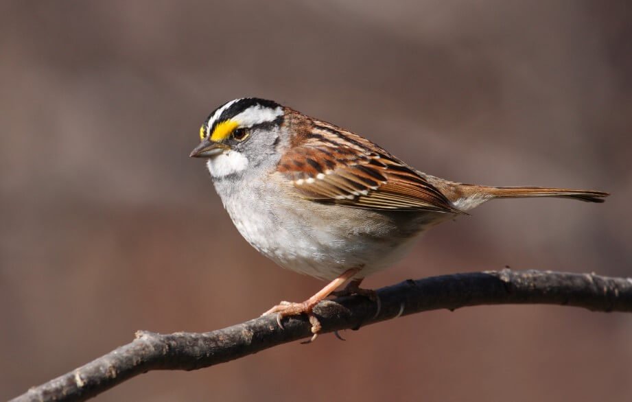 The evolution of singing birds: sparrows in Canada learned a new 
