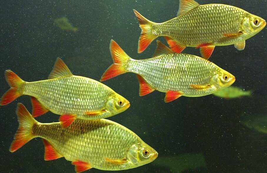 Por que os peixes não se congelam em água fria?