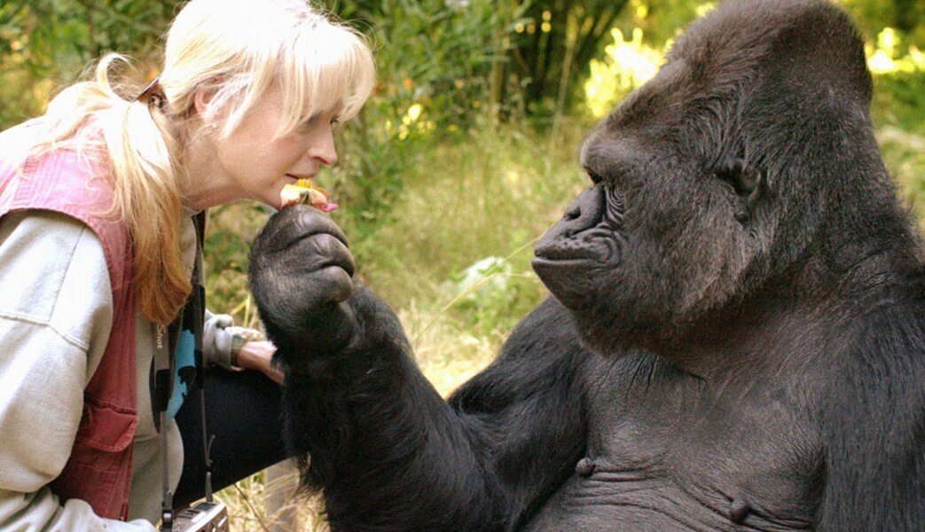 Mellom gorillaer og folk fant en annen ting er felles for