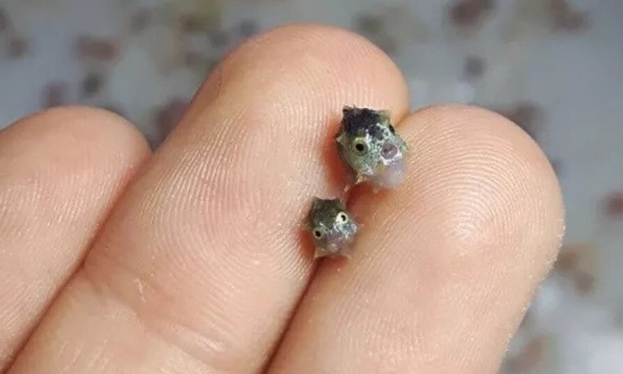 As the smallest fish in the world with temporarily become giants?