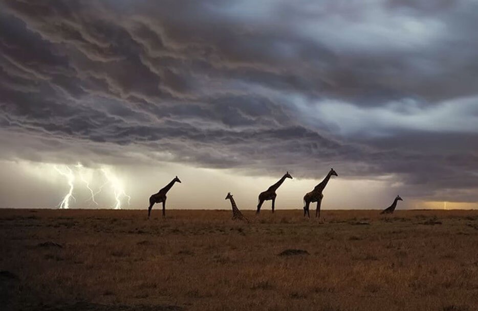 How often do high-level giraffes be struck by lightning?